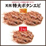 天然特大ぼたんえび 1kg～2kg