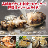 活きあわび ミニサイズ 養殖 5個～10個