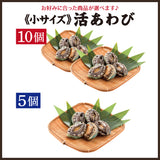 活きあわび ミニサイズ 養殖 5個～10個