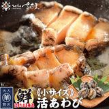 活きあわび ミニサイズ 養殖 5個～10個 福井県越前市の魚屋 美味食卓さくだ屋