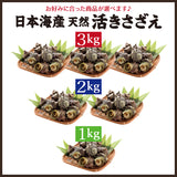 日本海産 天然 活さざえ1kg～3kg 冷蔵