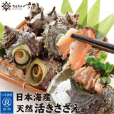 日本海産 天然 活さざえ1kg～3kg 冷蔵 福井県越前市の魚屋 美味食卓さくだ屋