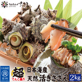 日本海産 天然 活さざえ1kg～3kg 冷蔵