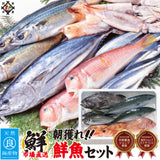 朝獲れ鮮魚セット　選べるコース 福井県越前市の魚屋 美味食卓さくだ屋