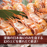 日本海産 がらえび ガラエビ  生食用 1kg