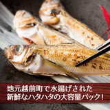 大きめ越前はたはた一塩干し