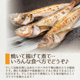 大きめ越前はたはた一塩干し