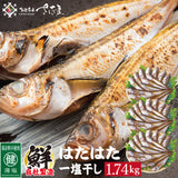 大きめ越前はたはた一塩干し