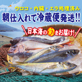 朝獲れ鮮魚セット　選べるコース